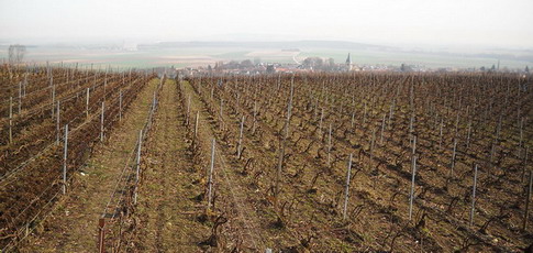 Champagne - Spring works in the vineyards - ploughing - Griffage de printemps - vigne Les Rachais